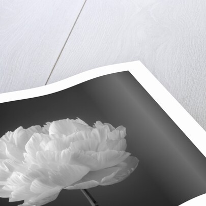 Peony flower by Assaf Frank